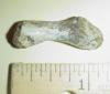 Turtle Femur Bone