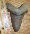 3 1/4" Auriculatus Shark Tooth