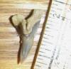 1" Eocene Snaggletooth Shark Tooth