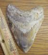 4 3/8" Megalodon Shark Tooth