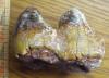 Mastodon Tooth