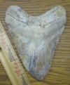 5 5/16" Megalodon Shark Tooth