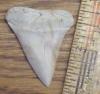 1 3/4" Mako Shark Tooth