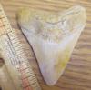 2 13/16" Megalodon Shark Tooth