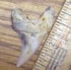 1 1/2" Benedeni Shark Tooth