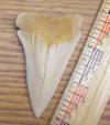 2 15/16" Mako Shark Tooth