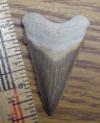 1 3/4" Angustidens Shark Tooth