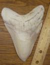 5 1/2" Megalodon Shark Tooth