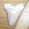 2 1/2" Angustidens Shark Tooth