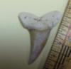 1 11/16" Mako Shark Tooth