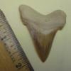 2 1/16" Angustidens Shark Tooth