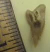 7/8" Pathologic Snaggletooth Shark Tooth
