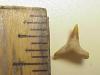 3/8" Angel Shark Tooth