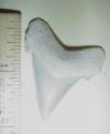 1 7/8" Angustidens Shark Tooth