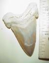 2 3/16" Angustidens Shark Tooth