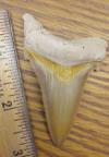 2 13/16" Angustidens Shark Tooth