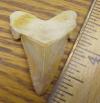 1 9/16" Angustidens Shark Tooth