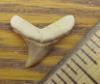 5/8" Thresher Shark Tooth