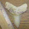 3 5/16" Angustidens Shark Tooth