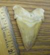 2 1/8" Angustidens Shark Tooth