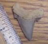 1 3/8" Angustidens Shark Tooth