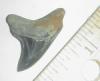 1 1/16" Giant Thresher Shark Tooth