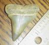 1 7/8" Mako Shark Tooth