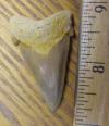 1 7/8" Angustidens Shark Tooth