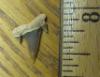 9/16" Reef Shark Tooth