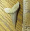 1 3/4" Mako Shark Tooth