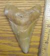 3 5/16" Megalodon Shark Tooth