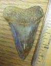 2 7/16" Mako Shark Tooth