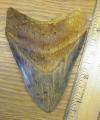 4 7/8" Megalodon Shark Tooth