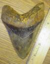 5 1/2" Megalodon Shark Tooth
