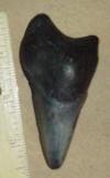 3 7/16" Pathologic Megalodon Shark Tooth