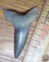 2 1/4" Mako Shark Tooth