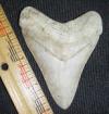 3 15/16" Megalodon Shark Tooth