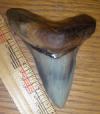 4" Angustidens Shark Tooth