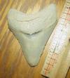 2 13/16" Megalodon Shark Tooth