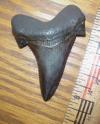 2 1/4" Angustidens Shark Tooth