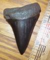 2 3/8" Mako Shark Tooth