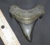 3 1/2" Angustidens Shark Tooth Fossil