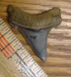 1 9/16" Angustidens Shark Tooth