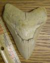 4 9/16" Megalodon Shark Tooth