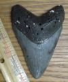 4" Megalodon shark tooth