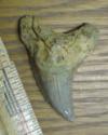 2 1/2" Parotodus benedeni Shark Tooth