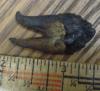 1 7/16" Squalodon Molar