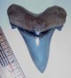 2 9/16" Angustidens Shark Tooth