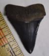 1 7/8" Great White Shark Tooth