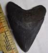 2 13/16" Megalodon Shark Tooth